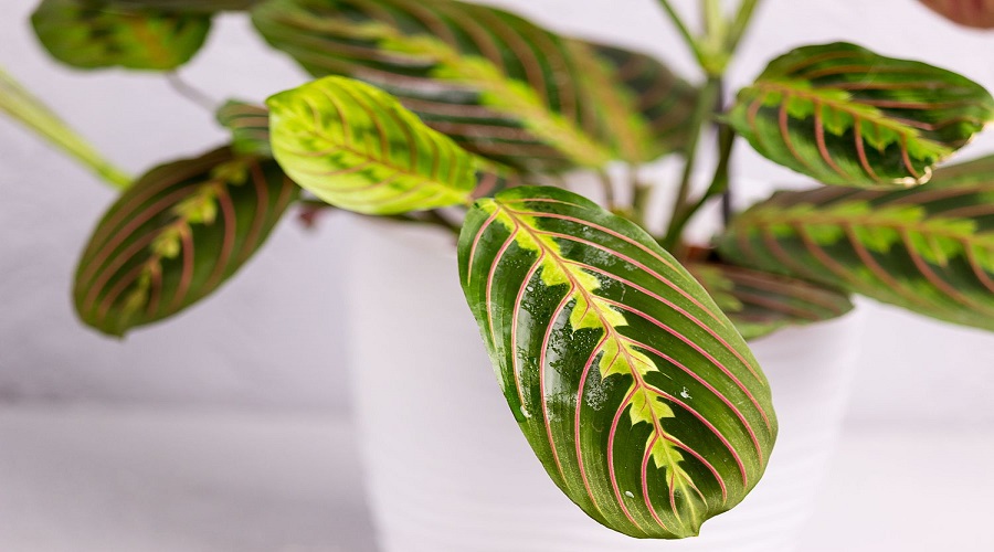Prayer Plant at Night Vs Day Difference Explained
