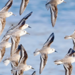 The Ultimate Guide To Bird Migration