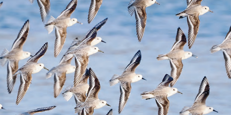 The Ultimate Guide To Bird Migration: Patterns, Navigation, and Hazards
