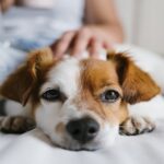 reasons why dogs are the best pets